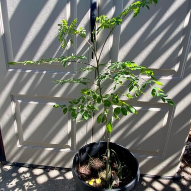 Moringa oleifera