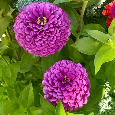 Zinnia elegans 'Purple Prince'