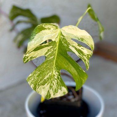 Monstera deliciosa 'Borsigiana Albovariegata' syn. Monstera borsigiana 'Albovariegata'