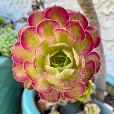 Aeonium Mardi Gras