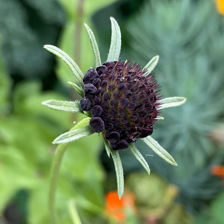 Plant image Rudbeckia occidentalis 'Green Wizard'