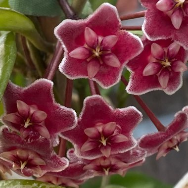 Hoya pubicalyx 'Royal Hawaiian Purple'