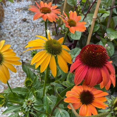 Echinacea Purpurea Warm Summer