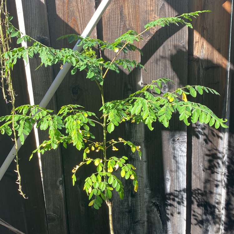 Plant image Moringa oleifera