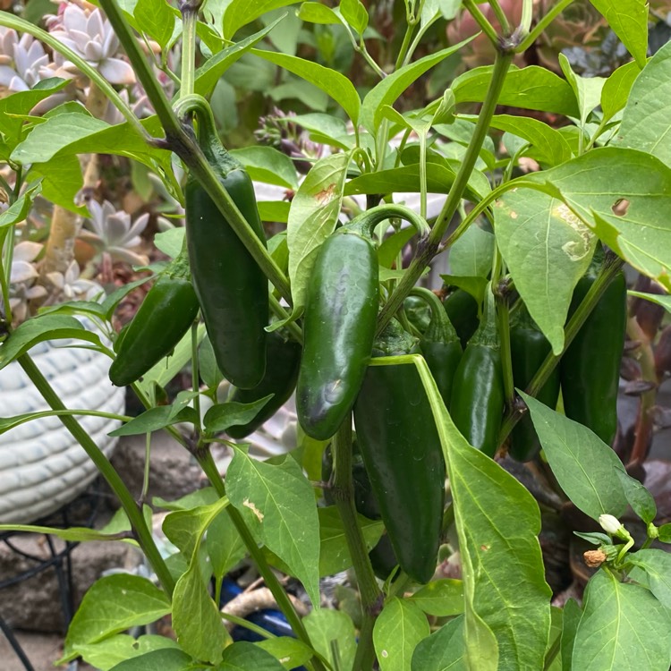 Plant image Capsicum Annuum 'Jalapeno'