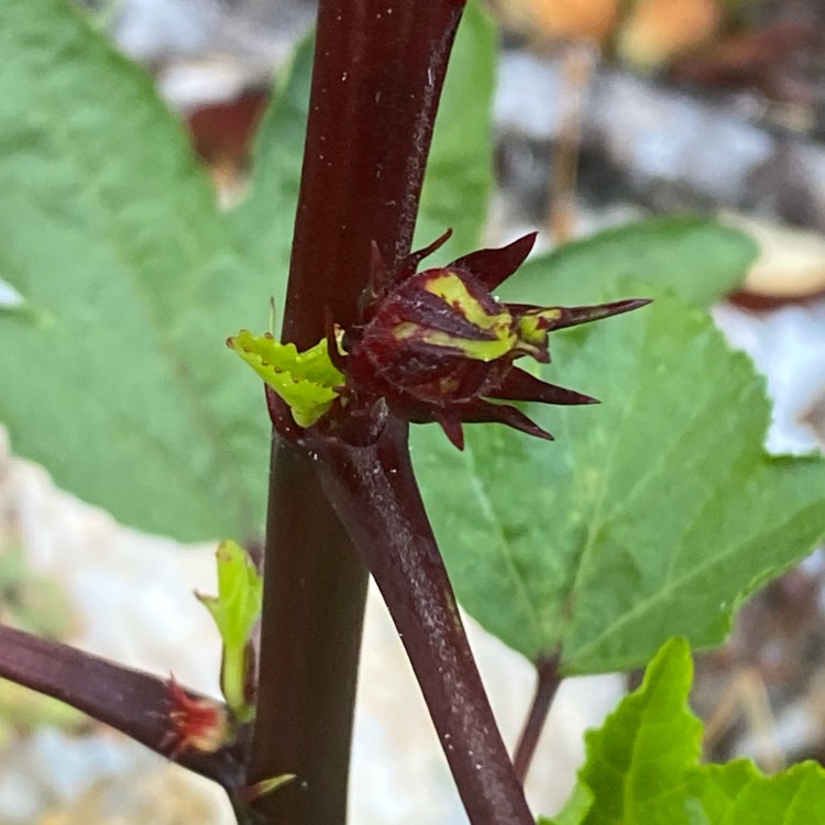 Plant image Hibiscus sabdariffa