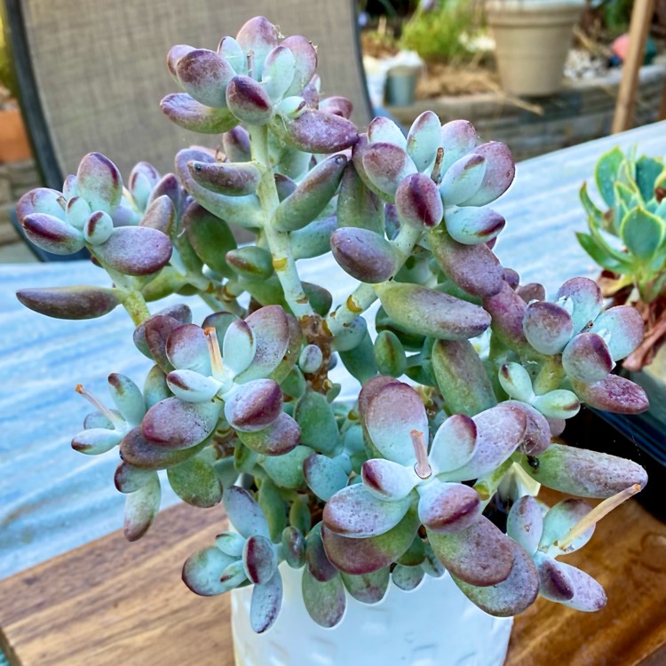 Plant image Cotyledon Orbiculata Cv