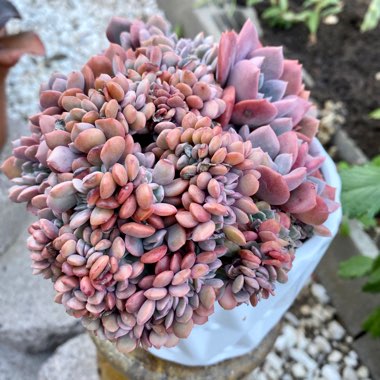 xGraptoveria Debbi Cristata