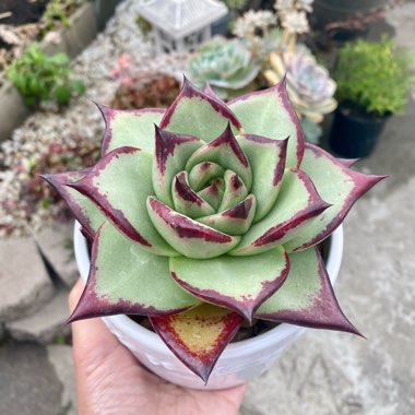 Echeveria Agavoides Ebony