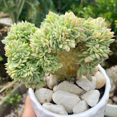 Echeveria Elegans Cristata