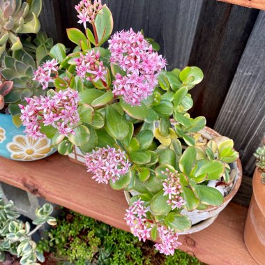 Crassula ovata 'Lemon & Lime' syn. Crassula obliqua