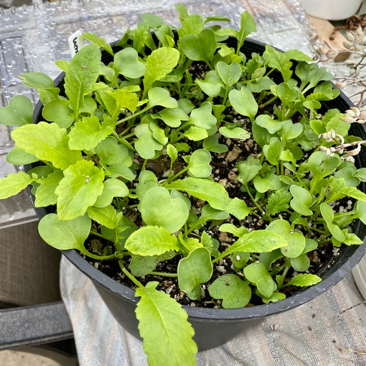 Plant image Raphanus sativus 'Longipinnatus' syn. Raphanus sativus var. longipinnatus