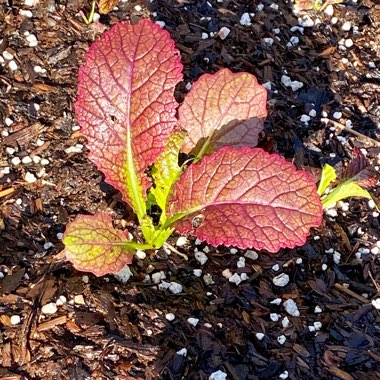 Brassica juncea 'Red Giant'