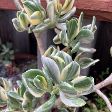 Crassula ovata 'Lemon & Lime' syn. Crassula obliqua