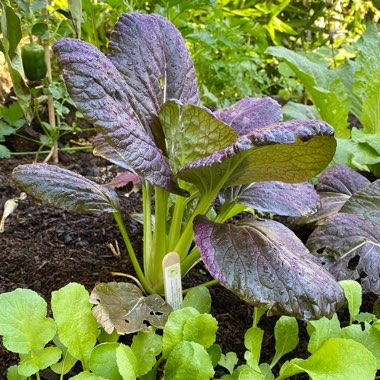 Brassica Rapa var Chinensis 'Rubi'