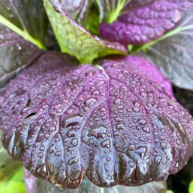 Brassica Rapa var Chinensis 'Rubi'