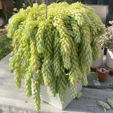 Sedum Morganianum