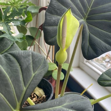 Alocasia Micholitziana 'Frydek'