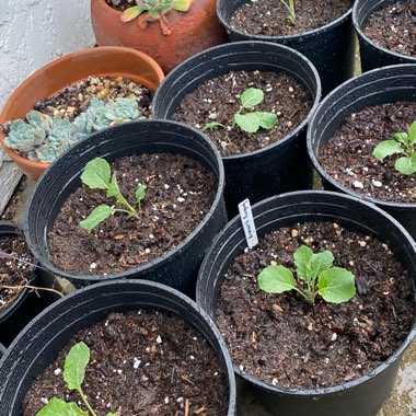 Brassica oleracea (Italica Group) 'Purple Sprouting'