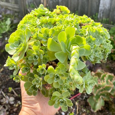 Aeonium Aureum