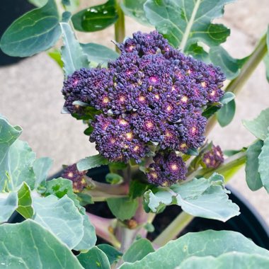 Brassica oleracea (Italica Group) 'Purple Sprouting'