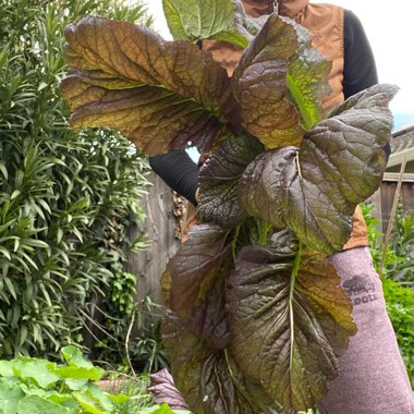 Brassica juncea 'Red Giant'