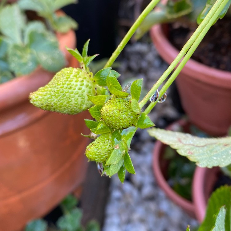 Plant image Fragaria x ananassa 'Seascape'