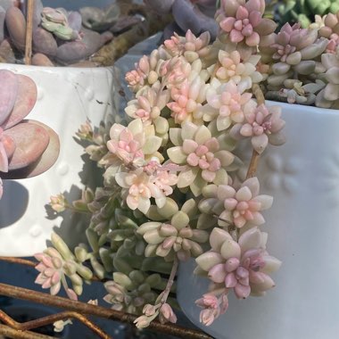 Graptopetalum Mirinae Variegata