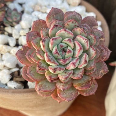 Echeveria Minima White Form