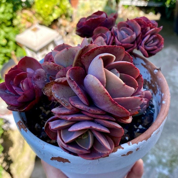 Plant image Echeveria Suyon