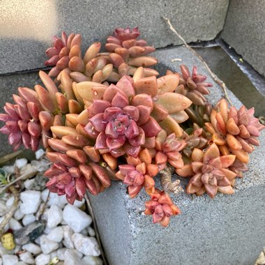 Graptosedum Vera Higgins