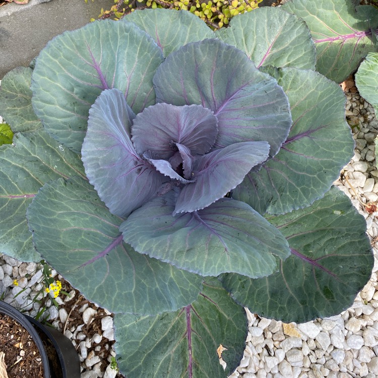 plant image 1706044