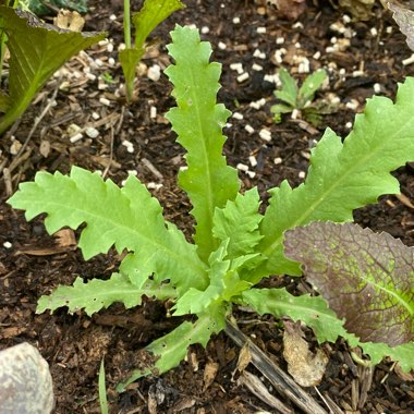 Papaver somniferum 'Afghan Blue'