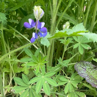 Lupinus 'Russell Mix'