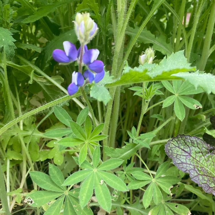 Plant image Lupinus 'Russell Mix'