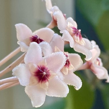 Hoya carnosa 'Krimson Princess' syn. Hoya carnosa 'Rubra'