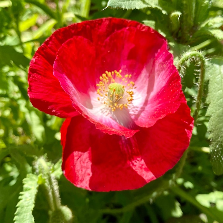 Plant image Papaver nudicaule 'Artist's Glory'