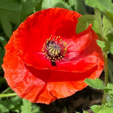 Papaver rhoeas 'American Legion'