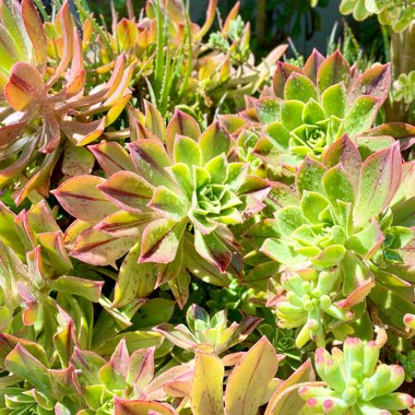 Aeonium Leucoblepharum