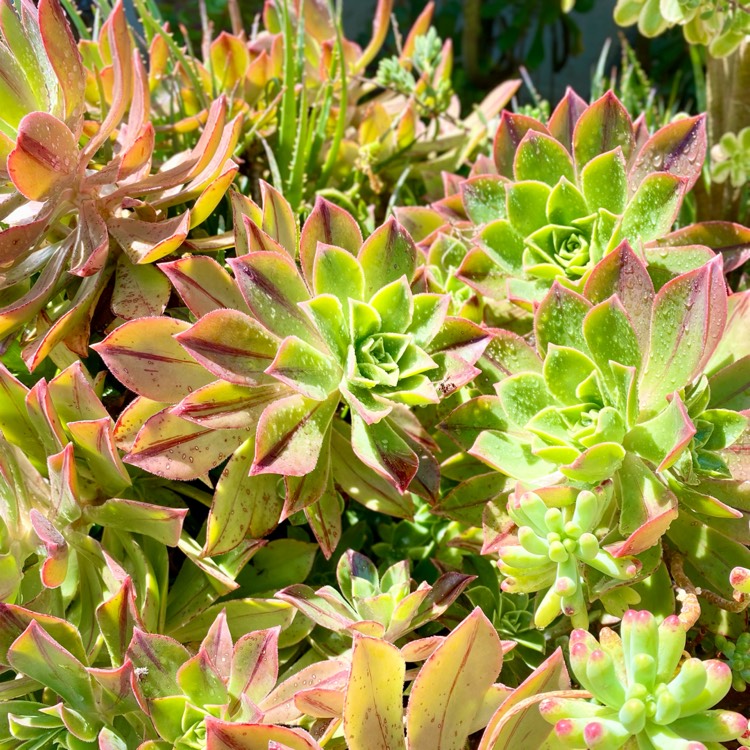 Plant image Aeonium Leucoblepharum