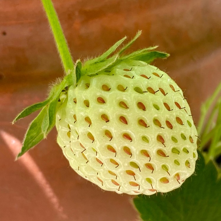 Plant image Fragaria