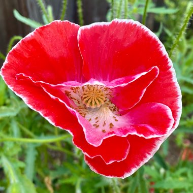 Papaver nudicaule 'Artist's Glory'