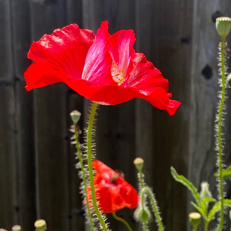 Plant image Papaver nudicaule 'Artist's Glory'