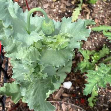 Papaver somniferum 'Lauren's grape'