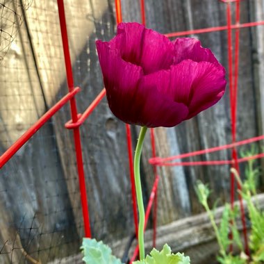 Papaver somniferum 'Lauren's grape'