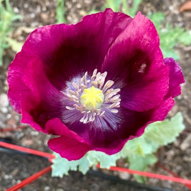 Papaver somniferum 'Lauren's grape'