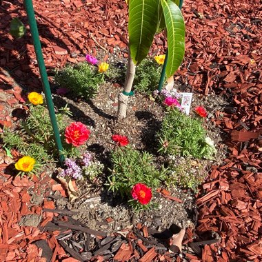 Portulaca grandiflora 'Everbloom' (Mix)