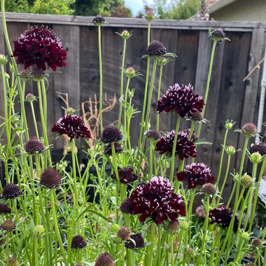 Scabiosa atropurpurea 'Black Knight'