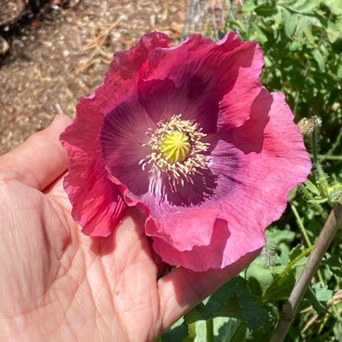 Papaver Somniferum 'Pepperbox'