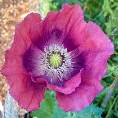 Papaver Somniferum 'Pepperbox'